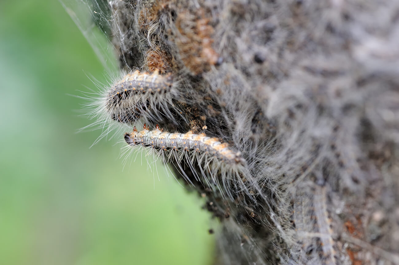 Eichenprozessionsspinner