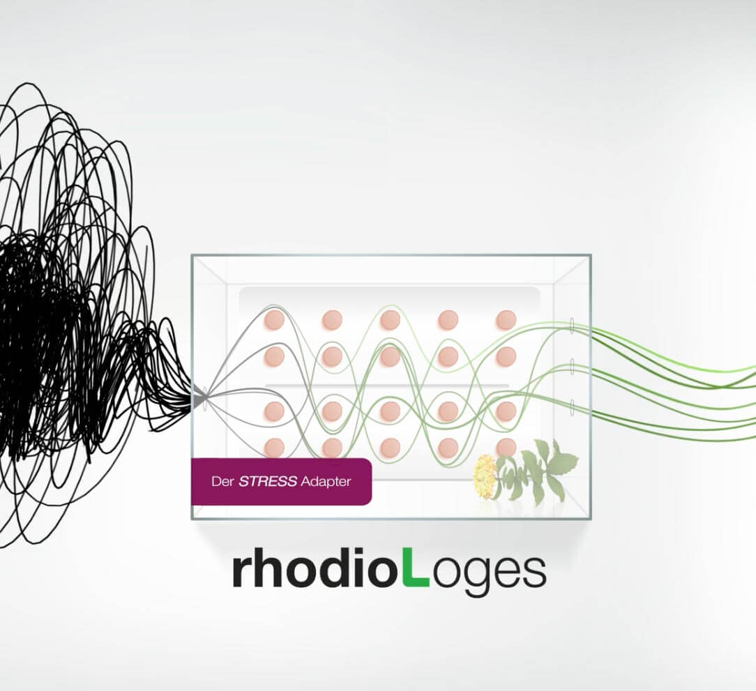 rosenwurz-gegen-stress-in-ihren-dr-hannig-apotheken