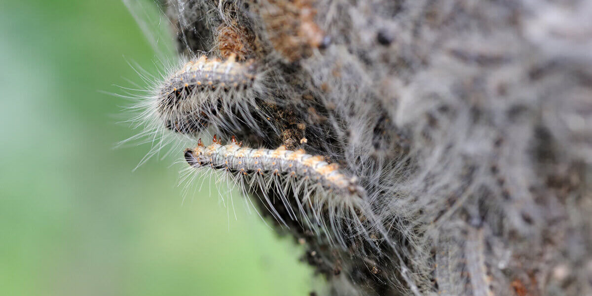 Eichenprozessionsspinner
