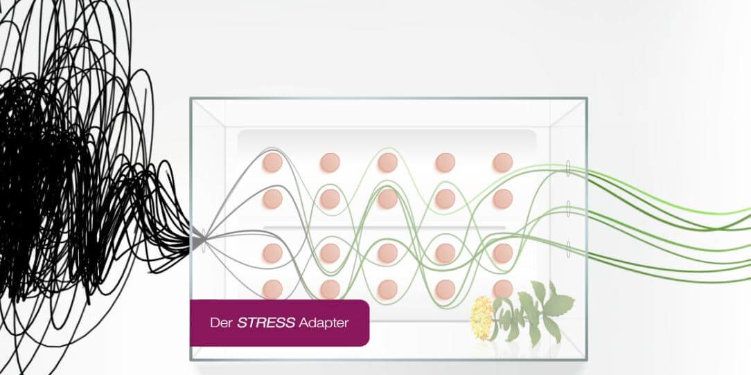 rosenwurz-gegen-stress-in-ihren-dr-hannig-apotheken